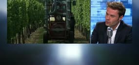 L'arrêt sur info: les néonicotinoïdes sont désormais interdits