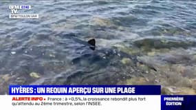 Hyères: le requin bleu aperçu sur une plage n'a toujours pas été évacué