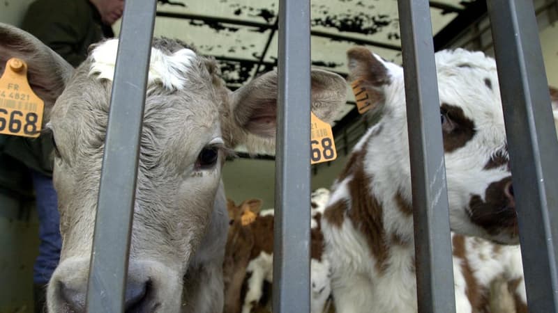Photo d'illustration de veaux dans le Calvados.