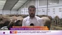RMC chez vous : Les taureaux français ont la cote au Sommet de l'élevage - 06/10
