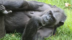 Un chimpanzé se prélassant