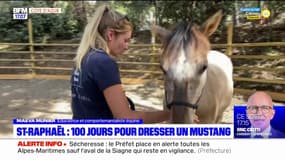 Saint-Raphaël: une éducatrice dresse un mustang sauvage américain