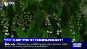 Réchauffement climatique: la tradition du muguet pourrait-elle disparaître?