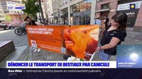 Strasbourg: une ONG dénonce le transport de bestiaux pendant la canicule