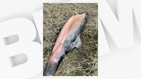 Un dauphin découvert sur la plage d'Agon-Coutainville (Manche) le 23 mars 2025.