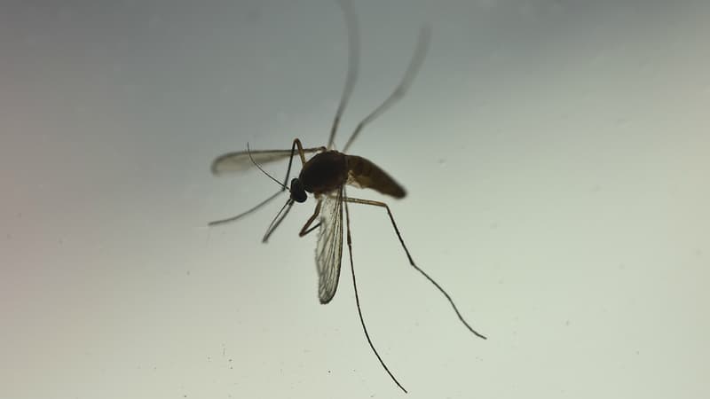 Moustique tigre. 