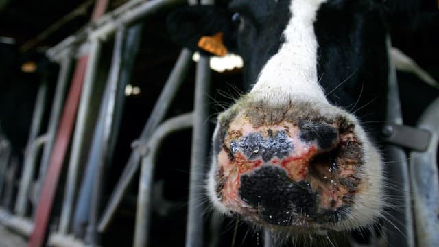 Une vache laitière atteinte de la fièvre catarrhale ovine