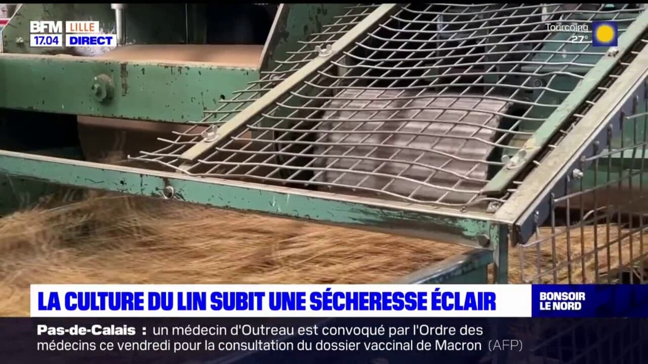 Nord: la culture du lin subit les dégâts d'une 