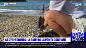 Saint-Cyr-sur-Mer: après la ponte d'une tortue Caouanne en juillet , l'éclosion approche