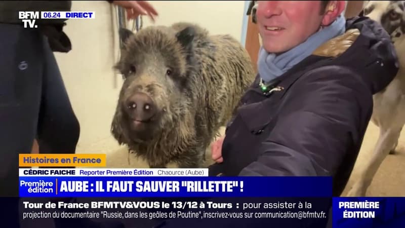 Aube: un appel lancé pour sauver Rillette, un sanglier recueilli par une habitante et menacé d'euthanasie