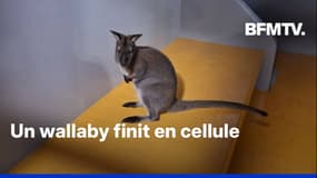 Vosges: un wallaby en fuite finit en cellule du commissariat 