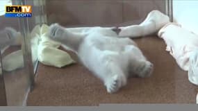 Quand un ourson polaire tente de se mettre sur le ventre