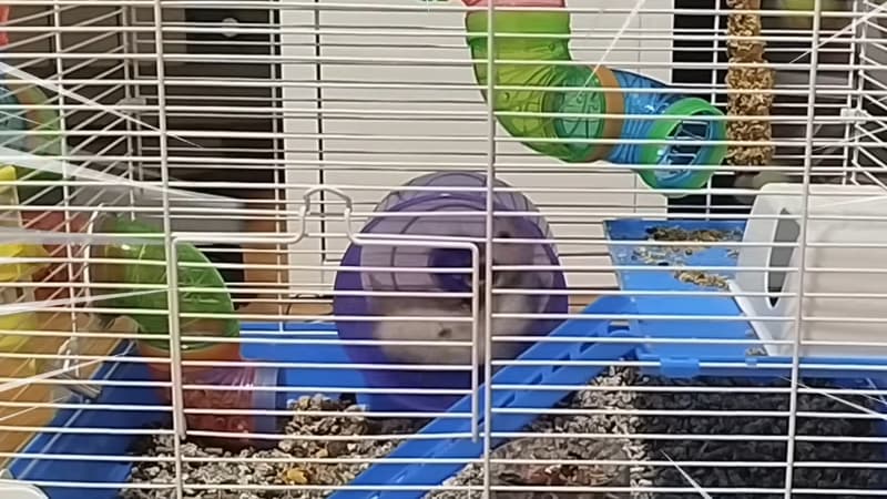 Peut-on recharger son smartphone avec un hamster? C'est l’expérience qu’a menée un youtubeur aussi geek qu'imaginatif