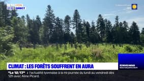 Les forêts de la région Auvergne-Rhône-Alpes souffrent du changement climatique