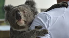 Un koala de 4 ans, à Sydney (Australie), le 3 juillet 2018 (PHOTO D'ILLUSTRATION).