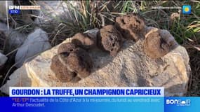 Gourdon: la truffe, un champignon capricieux
