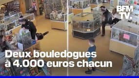 États-Unis: deux hommes simulent un malaise pour voler deux chiots dans une animalerie
