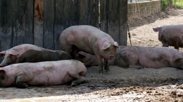 Des porcs dans une ferme de Bourgogne, juillet 2012