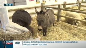 Au Salon de l'Agriculture, les enfants découvrent d'étranges animaux... qu'ils n'avaient vu que dans les livres