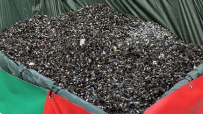 Le tas de moules de la braderie de Lille grandit Le tas de moules de la braderie de Lille grandit