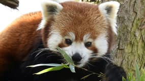 Ruaridh, nouveau panda roux du parc zoologique de Lille, le 23 février 2021.