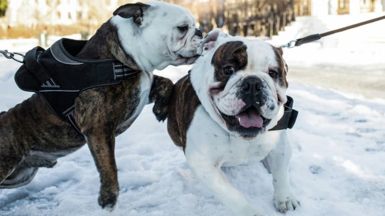 Deux bulldogs anglais dans les rues d'Oslo, en Norvège, le 7 février 2022