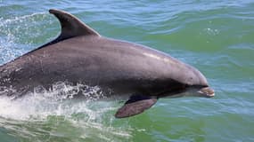 Un dauphin nage dans l’océan Atlantique - Image d'illustration