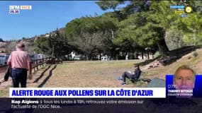Côte d'Azur: les pollens reviennent 