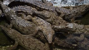 Des crocodiles dans un zoo du Venezuela. (photo d'illustration)