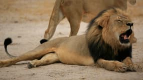 Le lion Cecil encore vivant, en 2012.