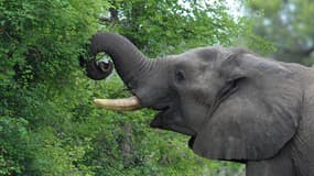 Un éléphant dans le parc Kruger, en Afrique du Sud, le 10 décembre 2009. (Photo d'illustration)