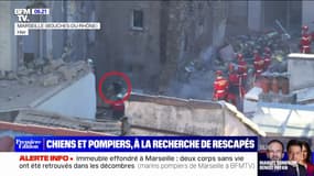 Immeuble effondré à Marseille: comment les chiens participent-ils aux opérations de secours? 
