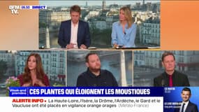Le retour du soleil signe également le retour des moustiques: comment s'en débarrasser ?