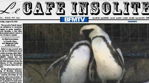 Une histoire d'amour entre deux pingouins femelles? C'est le cas au zoo de Tel Aviv.