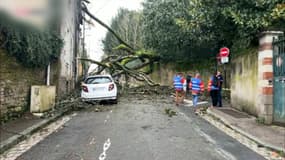 Un arbre couché dans une rue à Nantes après le passage de la tempête Louis le jeudi 22 février