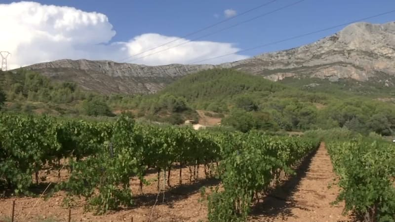 Le massif de la Sainte-Victoire sera interdit d'accès le jeudi 24 août en raison d'un risque d'incendie élevé.