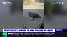 Montauroux: consternation après la mort d'un marcassin apprivoisé, tué par un habitant