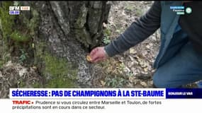 Sécheresse: pas de champignons dans le massif de la Sainte-Baume