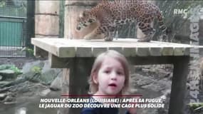 Un jaguar du zoo de la Nouvelle-Orléans réussit à s'échapper de sa cage