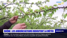 Rhône: les arboriculteurs redoutent la météo
