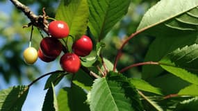 La France va bloquer l'importation de cerises traitées au diméthoate (Photo d'illustration)