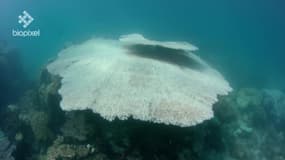 La Grande barrière de corail blanchit et meurt