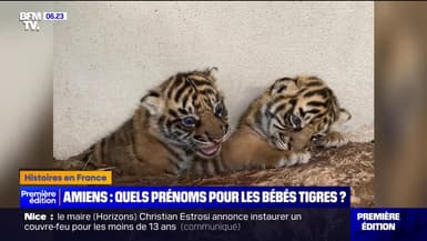 Rimba, Linga,  Hutan ou Toba ? Le zoo d'Amiens appelle aux votes jusqu'à vendredi midi pour prénommer les deux bébés tigres de Sumatra, nés le 22 mars dernier