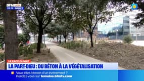 Le Café Climat: à la Part-Dieu, du béton à la végétalisation 