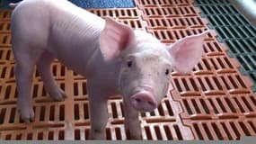 Filière porcine: la crise du côté des éleveurs