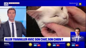 IDF Story: aller travailler avec son animal de compagnie?