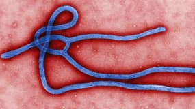 Le virus Ebola a tué 1.552 personnes selon l'Organisation mondiale de la santé.