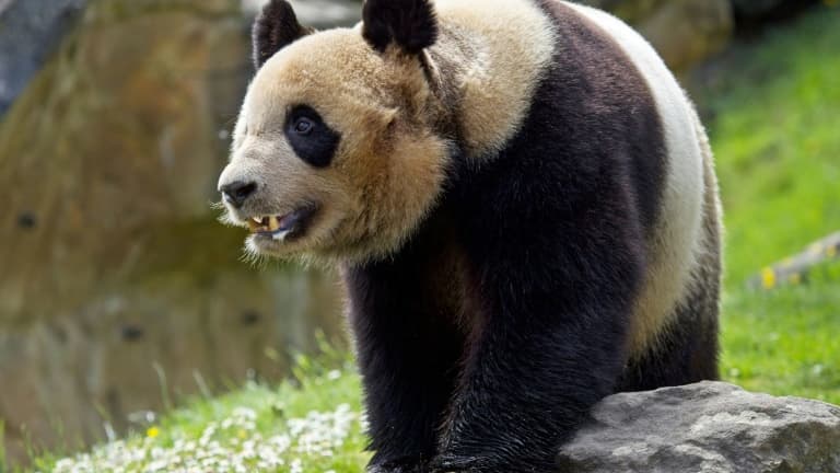 LE COUPLE DE PANDAS DU ZOO DE BEAUVAL VA RETOURNER EN CHINE POUR RAISON DE SANTÉ