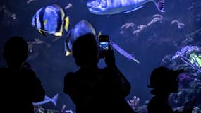 Un visiteur photographie des poissons à l'Aquarium de Paris le 24 avril 2018.