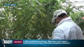 24 heures après la légalisation du cannabis, les Canadiens à l’assaut des boutiques